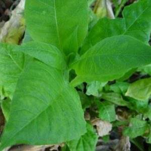 One of the best aromatic tobacco varieties - Dubek straight from Turkey