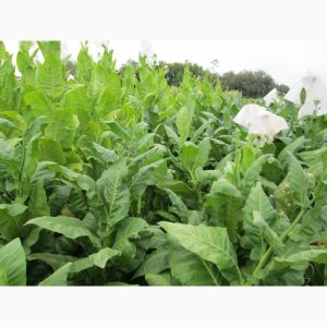 One of the best aromatic tobacco varieties - Dubek straight from Turkey