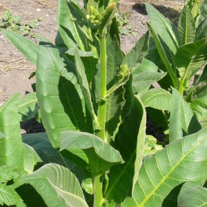 Flavored and delicious Havana tobacco for Cuban cigar lovers