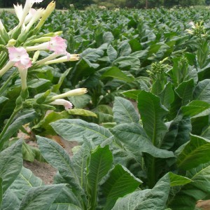 Flavored and delicious Havana tobacco for Cuban cigar lovers