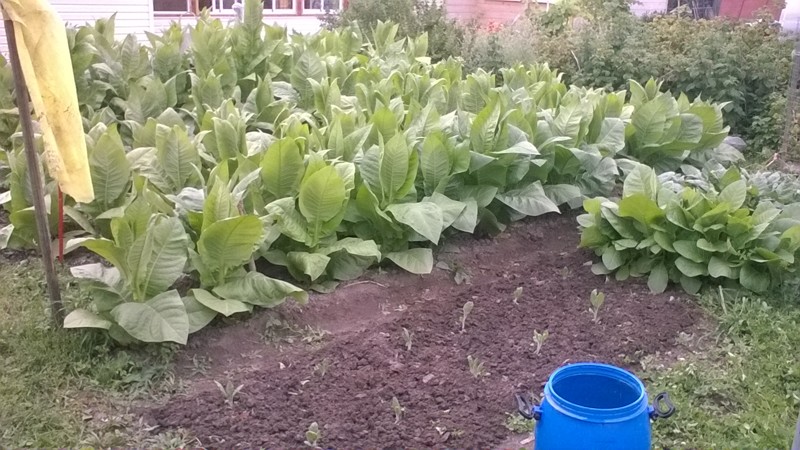 The most popular Virginia tobacco variety for on-site and home cultivation