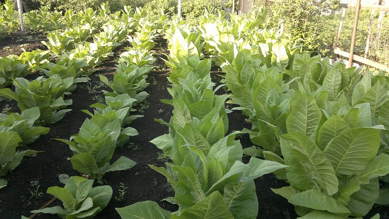 The most popular Virginia tobacco variety for on-site and home cultivation
