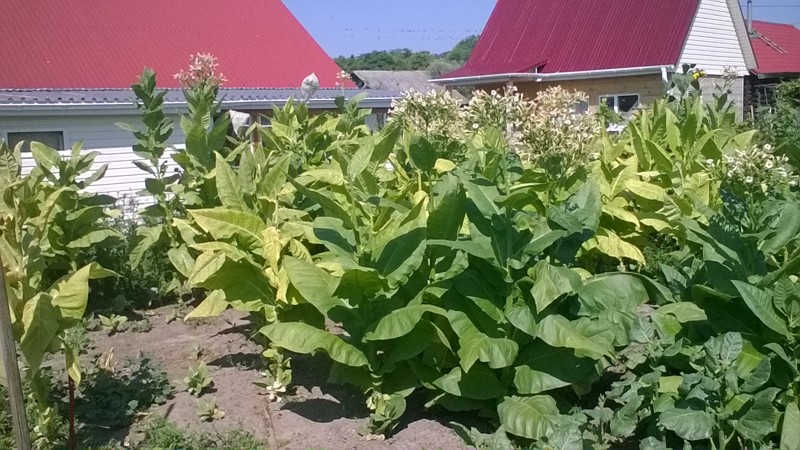 The most popular Virginia tobacco variety for on-site and home cultivation