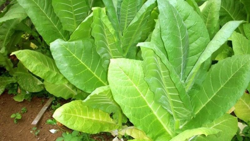 The most popular Virginia tobacco variety for on-site and home cultivation