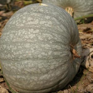 A healthy and tasty variety from Kuban breeders - Healing pumpkin: a review of the variety and instructions for growing