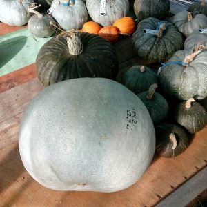 A healthy and tasty variety from Kuban breeders - Healing pumpkin: a review of the variety and instructions for growing