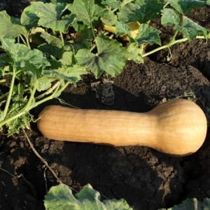 A mid-season and unpretentious nutmeg pumpkin variety Kuban: what is good, and how to grow it correctly