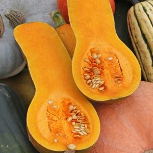 A mid-season and unpretentious nutmeg pumpkin variety Kuban: what is good, and how to grow it correctly