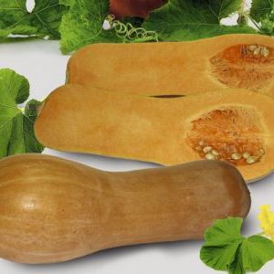 A mid-season and unpretentious nutmeg pumpkin variety Kuban: what is good, and how to grow it correctly