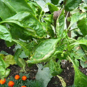 Peppers are dropping leaves: what to do to save their plantings and prevent problems