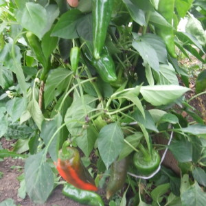 Peppers are dropping leaves: what to do to save their plantings and prevent problems