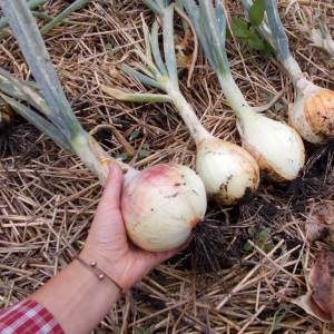 Harvesting and storing onions: when it's time to dig from the garden