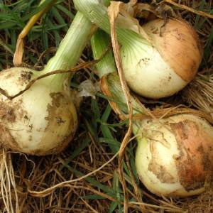 Harvesting and storing onions: when it's time to dig from the garden