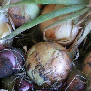 Harvesting and storing onions: when it's time to dig from the garden