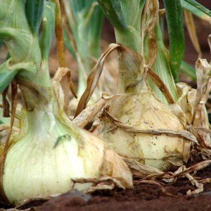 Harvesting and storing onions: when it's time to dig from the garden