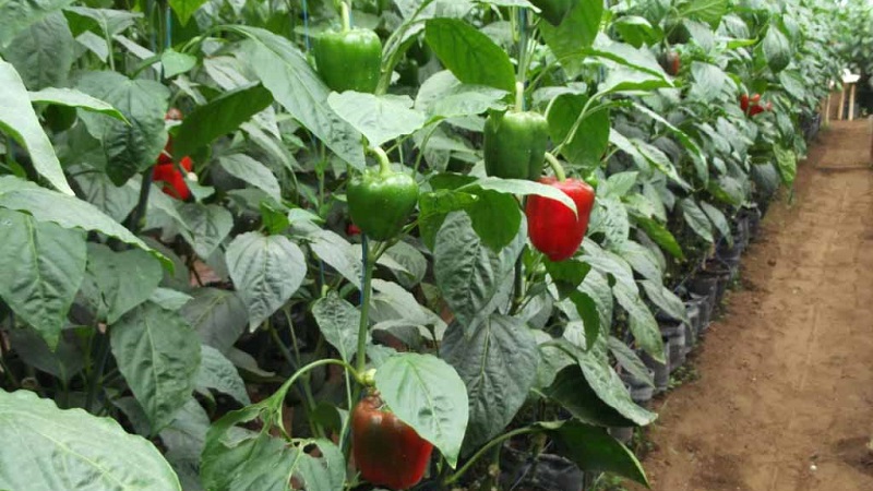 Care and cultivation of peppers in a greenhouse: step-by-step instructions for novice gardeners