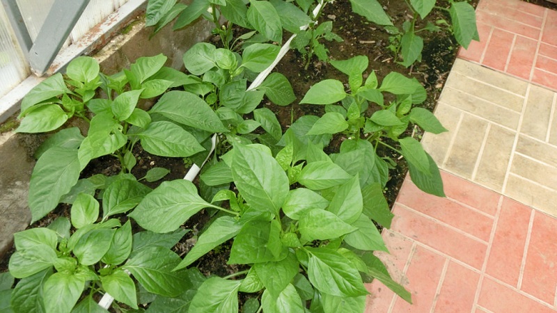 Care and cultivation of peppers in a greenhouse: step-by-step instructions for novice gardeners