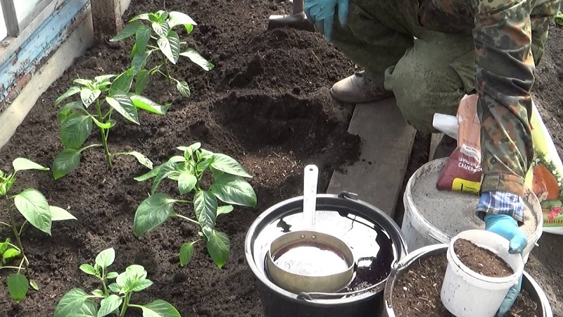 Care and cultivation of peppers in a greenhouse: step-by-step instructions for novice gardeners