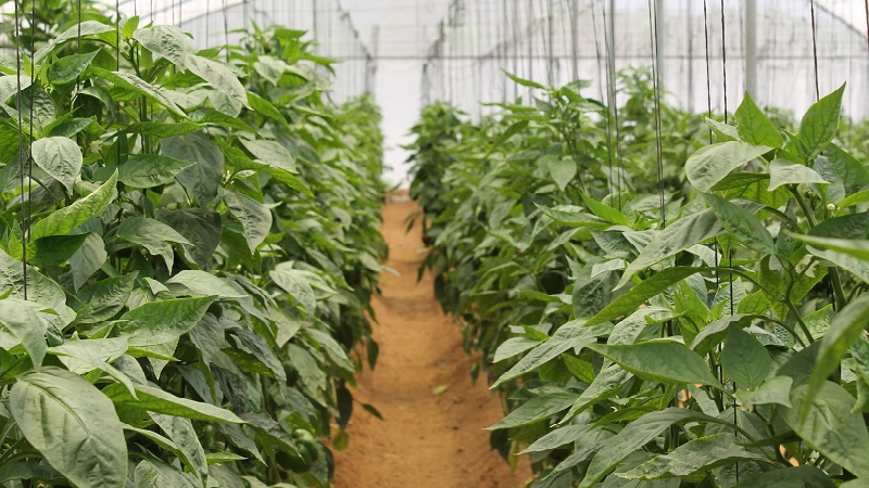 Care and cultivation of peppers in a greenhouse: step-by-step instructions for novice gardeners