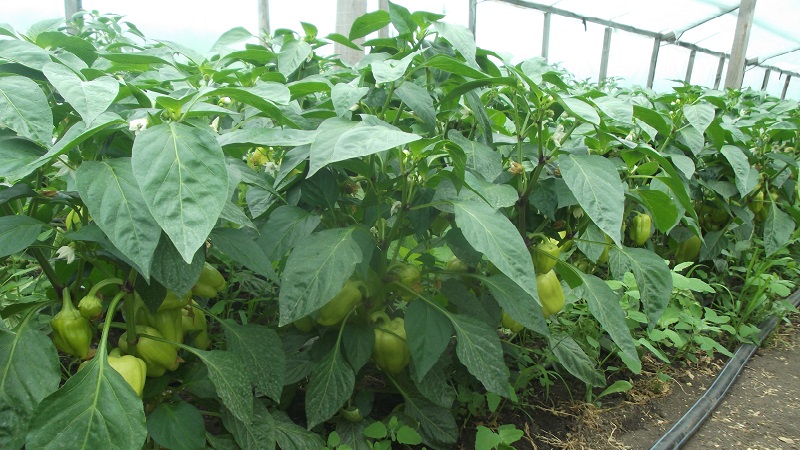 Care and cultivation of peppers in a greenhouse: step-by-step instructions for novice gardeners