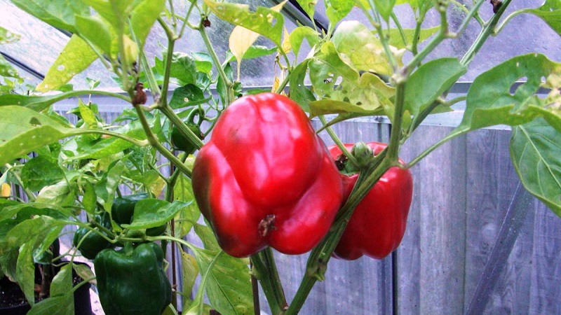 Care and cultivation of peppers in a greenhouse: step-by-step instructions for novice gardeners