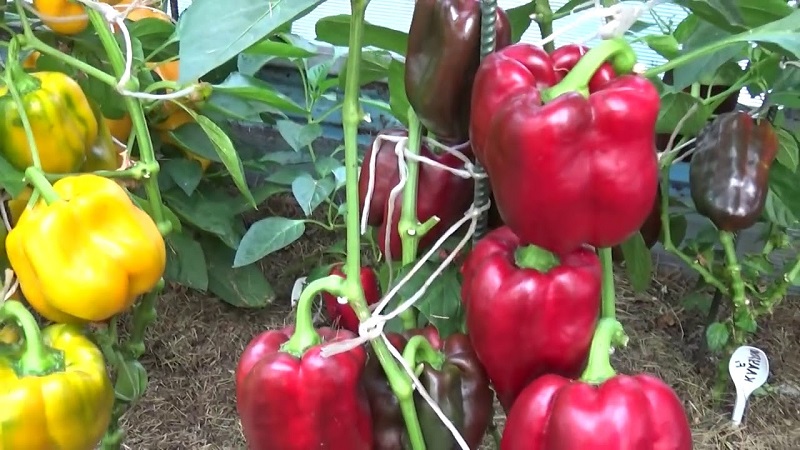 Care and cultivation of peppers in a greenhouse: step-by-step instructions for novice gardeners
