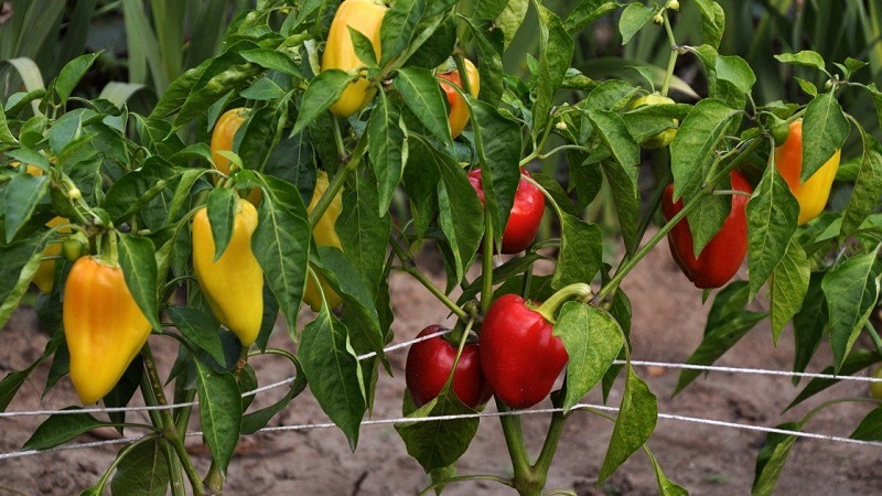 Care and cultivation of peppers in a greenhouse: step-by-step instructions for novice gardeners