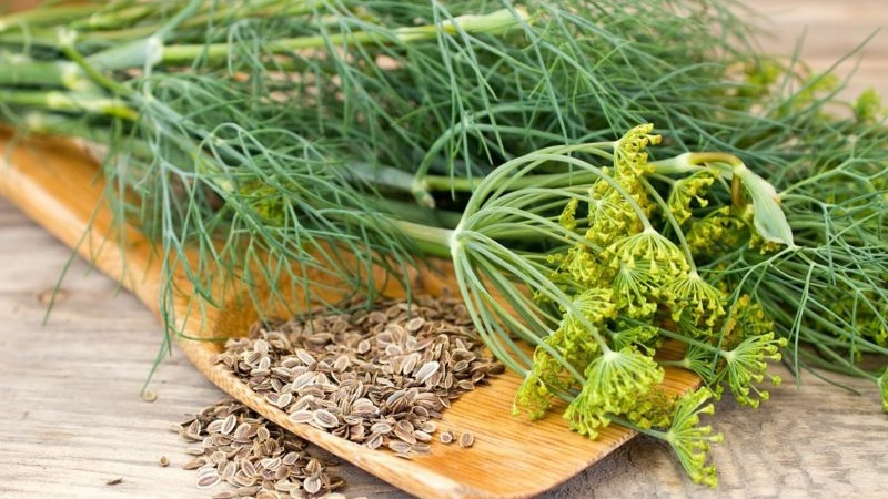 Dill and cumin are the same thing or not: we understand the issue and learn to distinguish between them