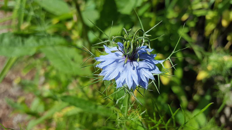 Dill and cumin are the same thing or not: we understand the issue and learn to distinguish between them