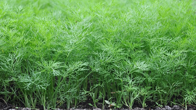 Dill and cumin are the same thing or not: we understand the issue and learn to distinguish between them