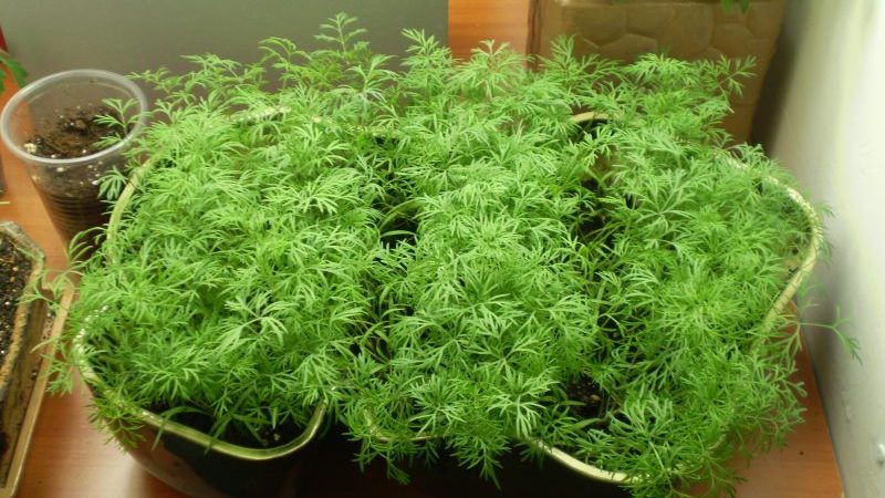 Recommendations for the care and cultivation of dill Kibray: how to protect against pests and correctly harvest