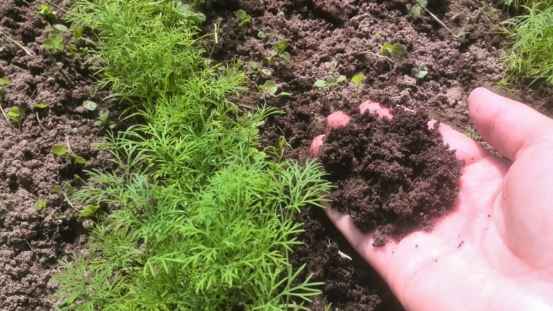 Dill grows poorly - how to feed for a good harvest and how to do it right