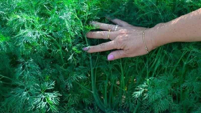 Dill grows poorly - how to feed for a good harvest and how to do it right