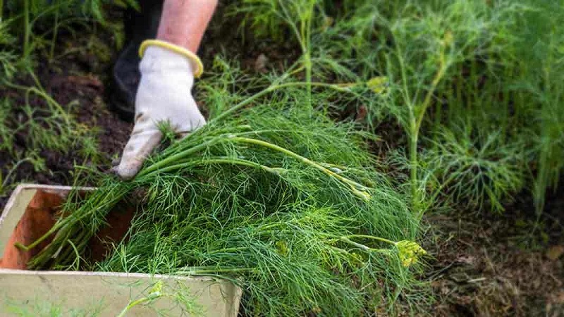 Dill grows poorly - how to feed for a good harvest and how to do it right