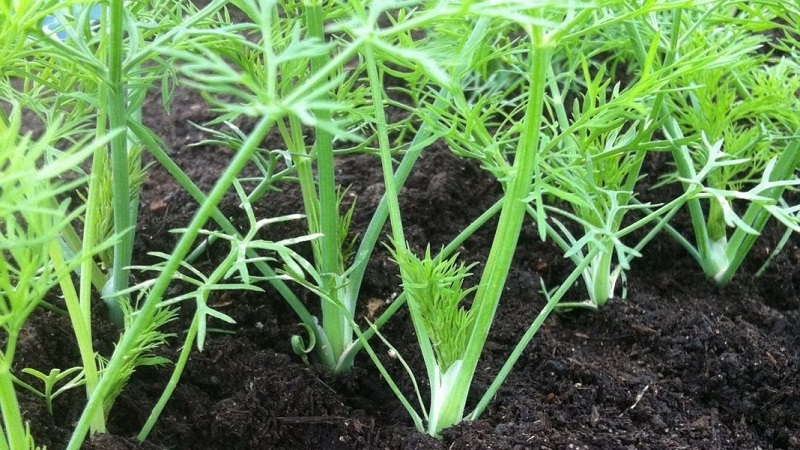 Dill grows poorly - how to feed for a good harvest and how to do it right