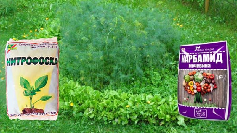 Dill grows poorly - how to feed for a good harvest and how to do it right