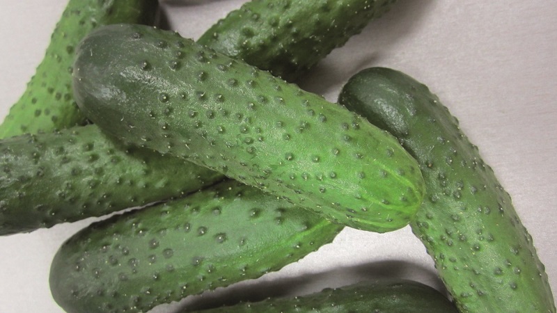 Harvest hybrid of Mirabella cucumbers for greenhouses and open ground