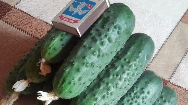Harvest hybrid of Mirabella cucumbers for greenhouses and open ground