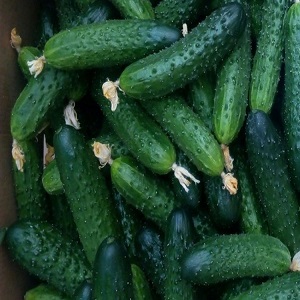 Harvest hybrid of Mirabella cucumbers for greenhouses and open ground