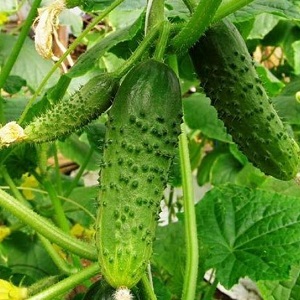 Harvesting hybrid of Mirabella cucumbers for greenhouses and open ground