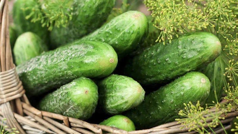 Harvest hybrid of Mirabella cucumbers for greenhouses and open ground