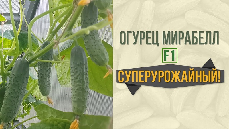 Harvest hybrid of Mirabella cucumbers for greenhouses and open ground