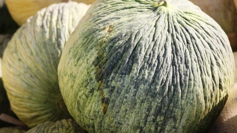 Uzbek autumn melon Granny