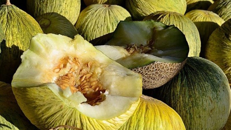 Uzbek autumn melon Granny