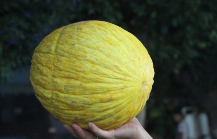 Uzbek autumn melon Granny