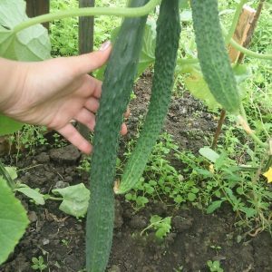 What is the uniqueness of Chinese cucumber and how to get a decent harvest?