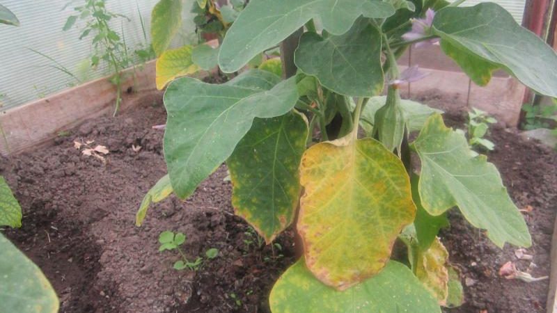 What to do if the leaves turn yellow in the eggplant greenhouse