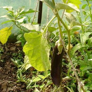 What to do if the leaves turn yellow in the eggplant greenhouse