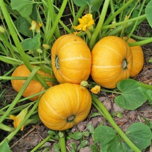 Instead of ovaries on a pumpkin, a barren flower - what to do and how to deal with it: we identify the causes of the problem and solve them