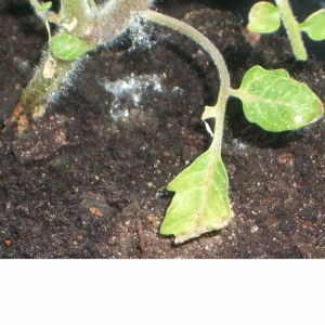 Instead of ovaries on a pumpkin, a barren flower - what to do and how to deal with it: we identify the causes of the problem and solve them